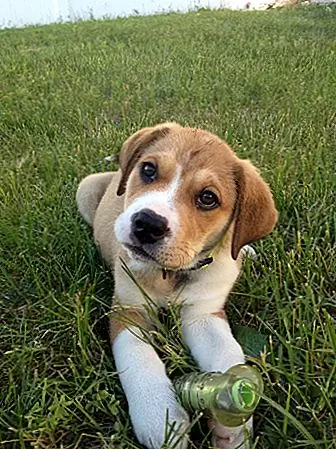 Oliver Oliver