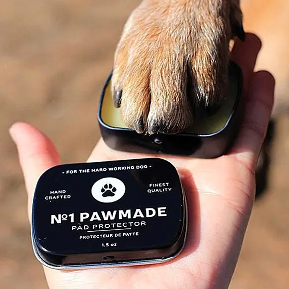 Paw Balm Loyal Canine Companyn No 1 Pawmade-käpäläntä ($ 19) on juuri sitä, mitä koirasi haluaa tänä jouluna. Talvisää ja jään sulattimet ovat kovia herkille koiran tassuille. Tämä luonnollinen balsami varmistaa, että koiran tuotokset ovat onnellisia koko kauden ajan! Luo myös koiran ystäville mahtavan sukkahousun!