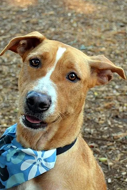 Cenerentola adorabile alla Hawaiian Humane Society che indossa la sua bandana del cane!