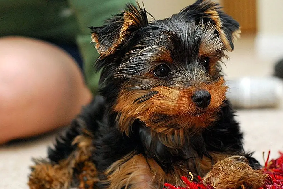 Osnovni pribor za Yorkie Puppy