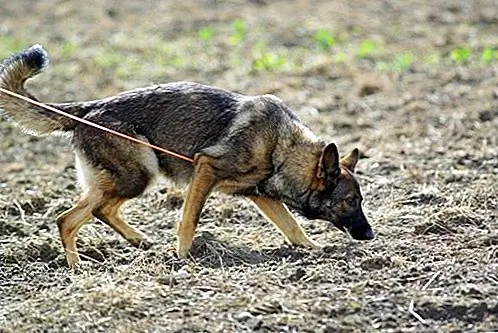 Come con la colorazione, la forma del corpo varia da cane a cane. I cani che sono nelle linee di lavoro della razza pastore tedesco non hanno le spalle inclinate come i loro fratelli e sorelle cane da esposizione.