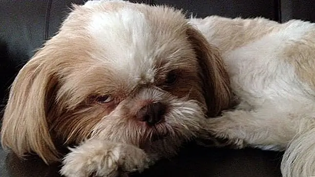 See on põnev näha oma Shih Tzu valu. Kui võtate lemmiklooma oma koju, lubad sa armastust ja hoolitsemist selle eest, mida saate nii kaua kui võimalik, kuid artriit ja liigesevalu võivad igal ajal lüüa ja jätta teid abituks.