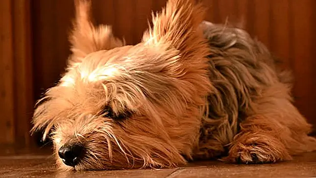 Es ist furchtbar, Ihren Yorkie vor Schmerzen zu sehen. Wenn Sie ein Haustier mit nach Hause nehmen, versprechen Sie, es so lange wie möglich zu lieben und zu pflegen, aber Arthritis und Gelenkschmerzen können jederzeit auftreten und Sie fühlen sich hilflos.