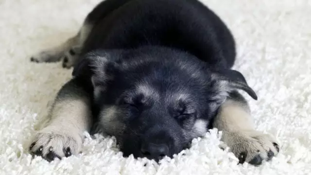 À quel âge pouvez-vous donner aux gens de la nourriture aux chiots?