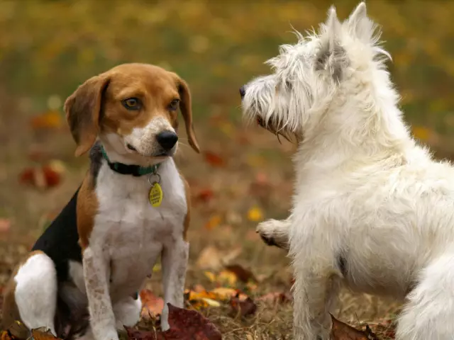 À quel âge les chiens ont-ils besoin de moins d'exercice?