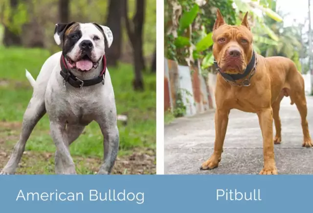 American Bulldogs vs. Pitbull Psi