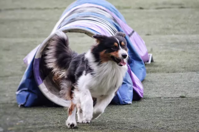 Sind Australian Shepherds Hyper Dogs?