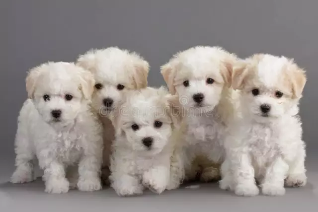 عندما يصل الجرو Bichon الجرو بالحجم الكامل؟