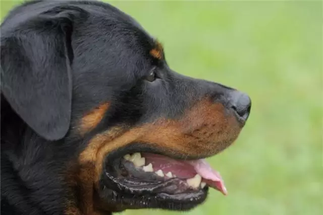 Kako mogu razbiti naviku ako moj rottweiler pokuša uplašiti ljude, ali ne gristi?