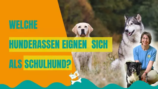 Welche Rassen sind Blindenhunde?