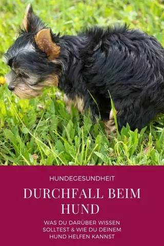 Peut-on changer brusquement la nourriture d'un chien pour causer la diarrhée?