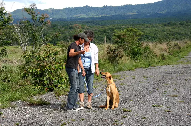 Kann ein Hundetor beim Training helfen?