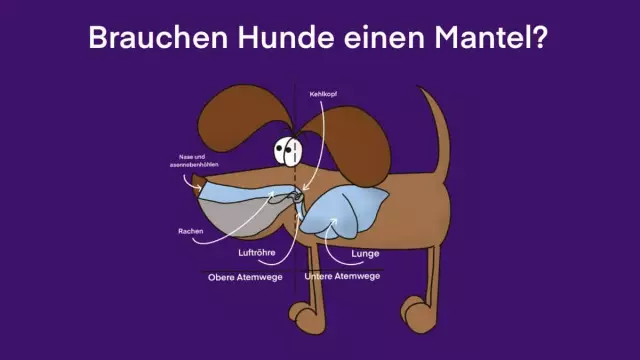 Les chiens et les oiseaux peuvent-ils attraper des acariens du serpent?