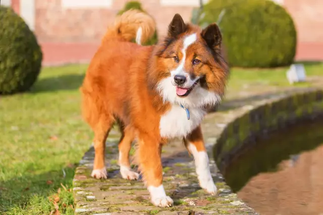 Que pouvez-vous faire pour encourager un chiot à manger plus?