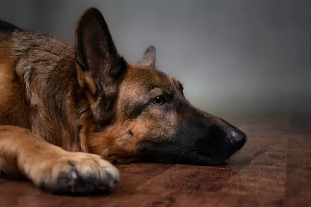 Was kann ich meinem Hund gegen Herzwürmer geben?