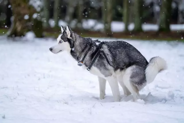 Une plaque sur les dents d'un chien peut-elle former une infection bactérienne dans le corps?