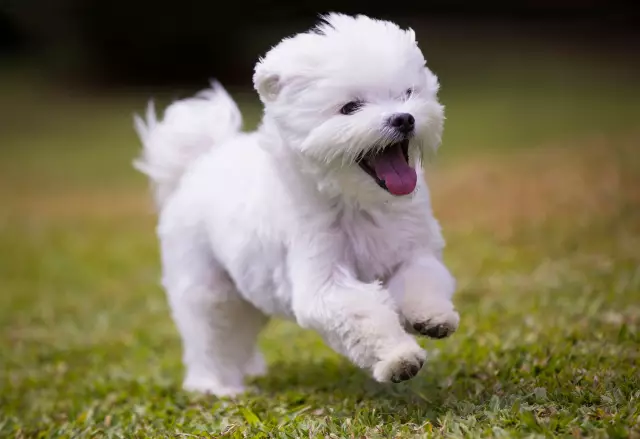 Wie kann ich feststellen, ob mein Welpe ein Malteser oder ein Coton de Tulear ist?