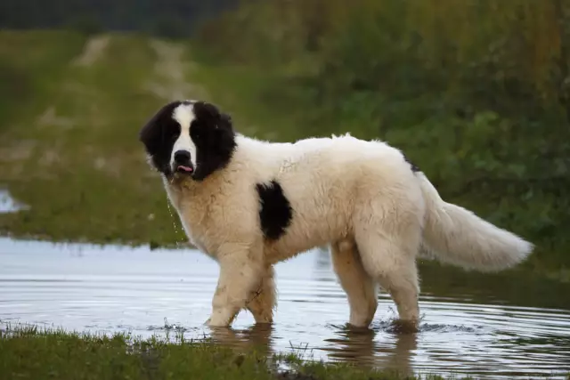 Können zweifarbige Hunde schwarze Welpen haben?