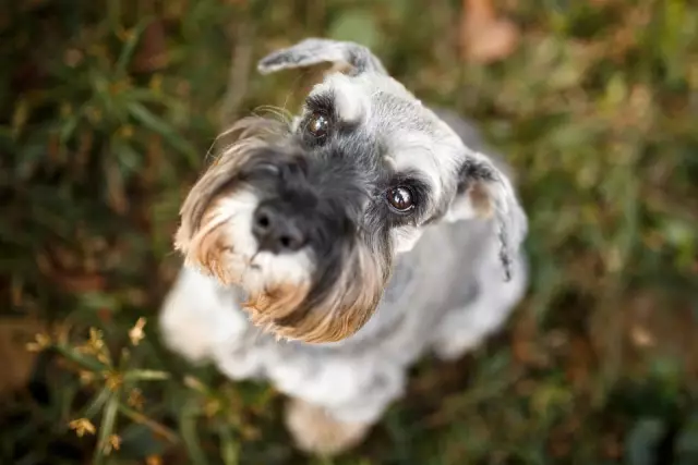 Maladies Parathyroïdiennes Canines