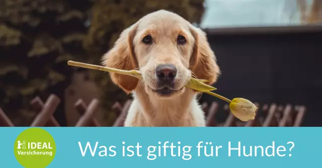 Sind Cannas für Hunde giftig?