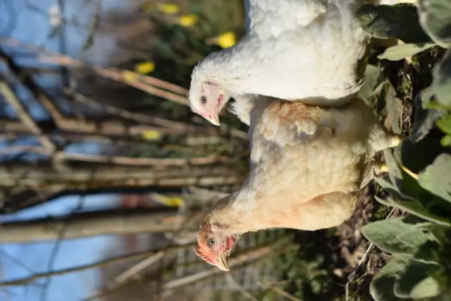 Kako izgraditi hranu za hranu za kućne ljubimce