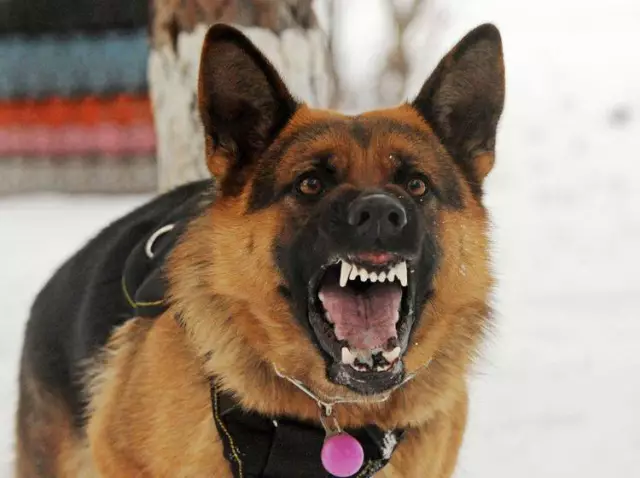 Wie Cat Aggression bei Hunden zu heilen