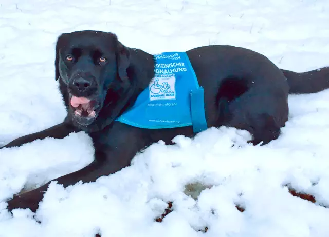 Moniteurs de diabète de diabète pour chiens