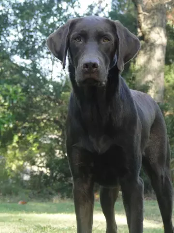 Was ist der Unterschied zwischen einem Labrador und einem Weimaraner?