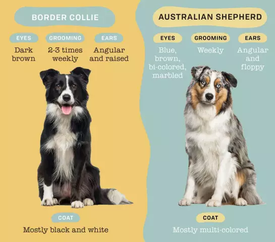 Différences entre un border collie et un berger australien