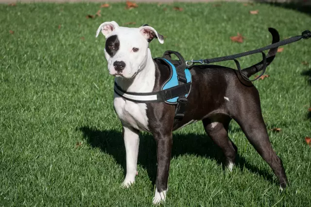 Unterschiede zwischen Pit Bulls Vs. Amerikanische Bulldoggen