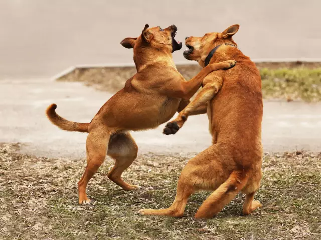 Was tun, wenn ein Hund einen anderen Hund beißt?