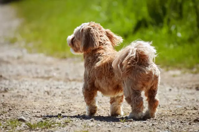 Warum hat mein Hund Angst vor anderen Hunden?