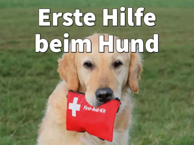 Wie Sie Ihrem Hund helfen können, sich an Kinder zu gewöhnen