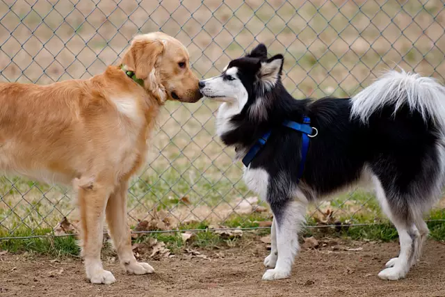 Warum lecken Hunde ihre Pfoten, bis sie wund sind?