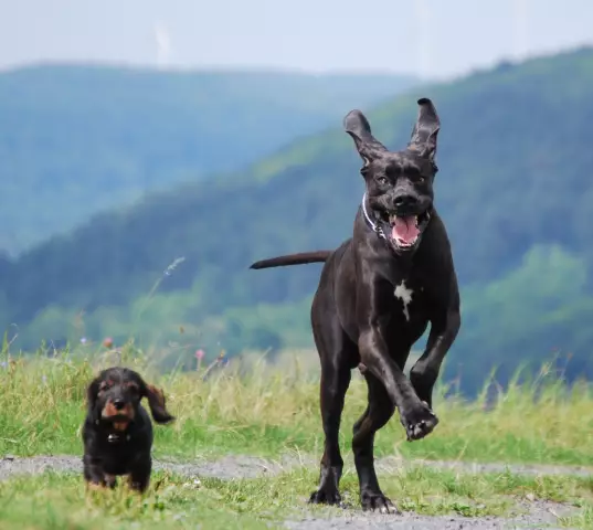 Riesenschnauzer vs. Deutsche Dogge