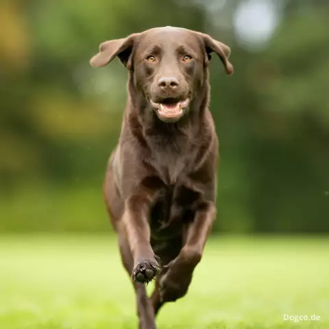 Bons chiens de famille qui ne perdent pas les cheveux