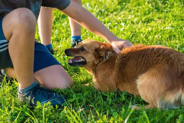 Accrocher une cloche à la porte pour que votre chien sache qu'il doit sortir