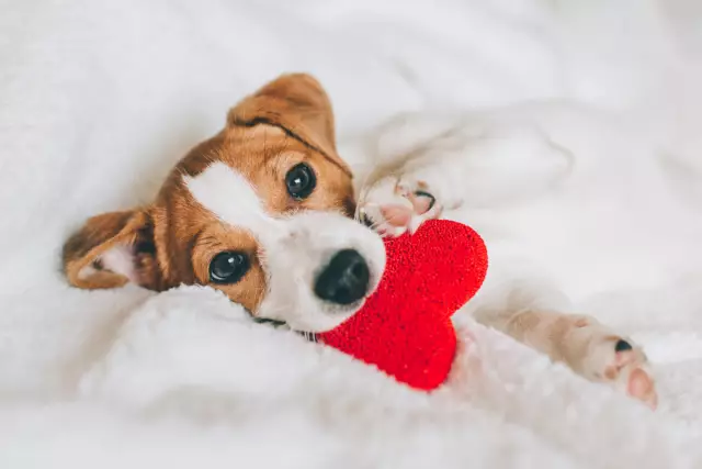 Kalorienreiche Leckereien für einen stillenden Hund