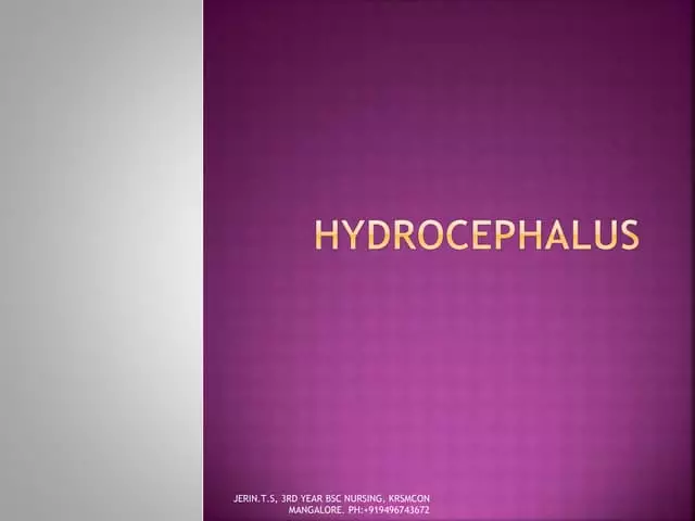 Hydrocéphalie chez le chien