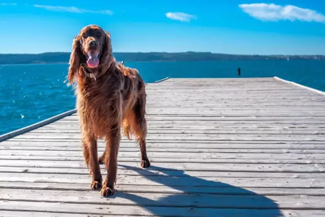 Verschütten Irische Setter?