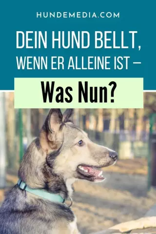 Was bedeutet es, wenn ein Hund ununterbrochen bellt?