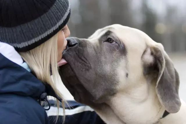 Was bedeutet es, wenn ein Hund seine Wangen leckt?