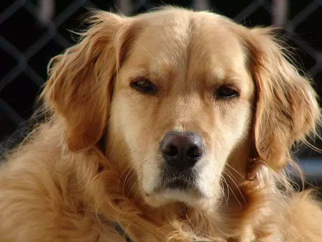 Was bedeutet es, wenn ein Hund versucht, über Ihnen zu stehen?