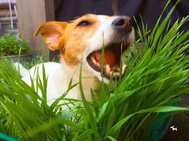 Was bedeutet es, wenn Hunde Gras kauen möchten?