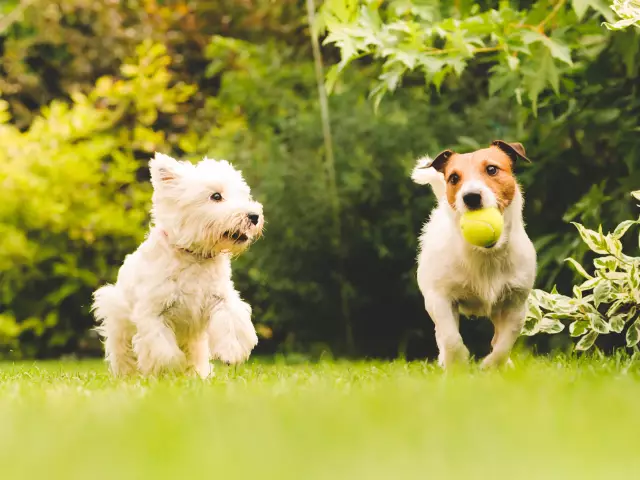 Wie man einen Hund geistig herausfordert