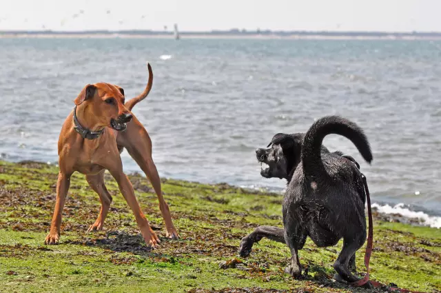 In welchen Monaten verschütten Hunde am meisten?