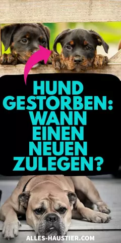 Was müssen Sie tun, um den Besitz eines Hundes zu übertragen?