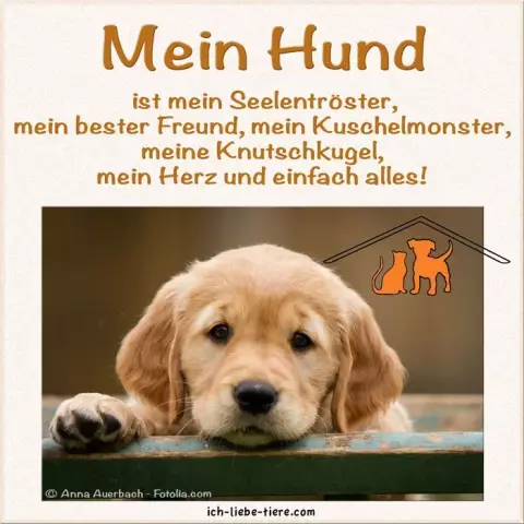 Wann merke ich, dass mein Hund schwanger ist?