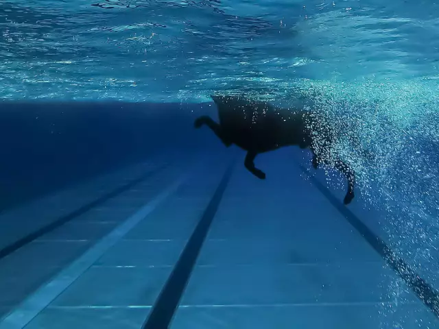 Nährstoffe, die ein stillender Hund braucht