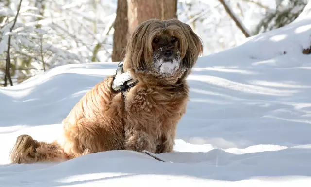 Kieferorthopädie bei Hunden